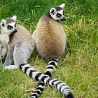 Lemuren Freundschaft