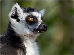 Lemuren haben alles im Blick 8540