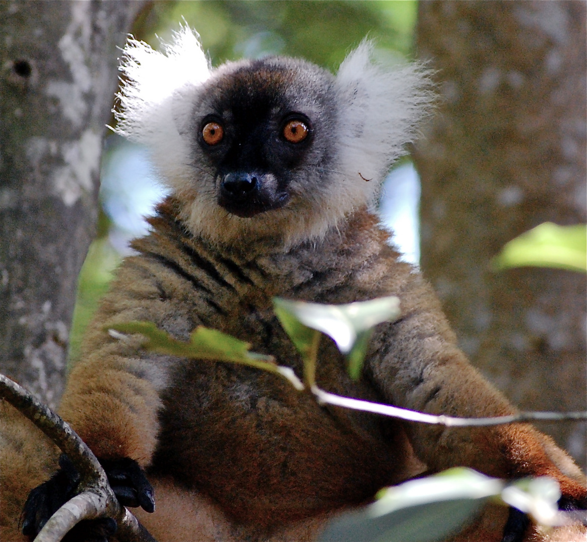 Lemuren (Halbaffen( auf der Insel Nosy Be im Nordwesten von Madagaskar