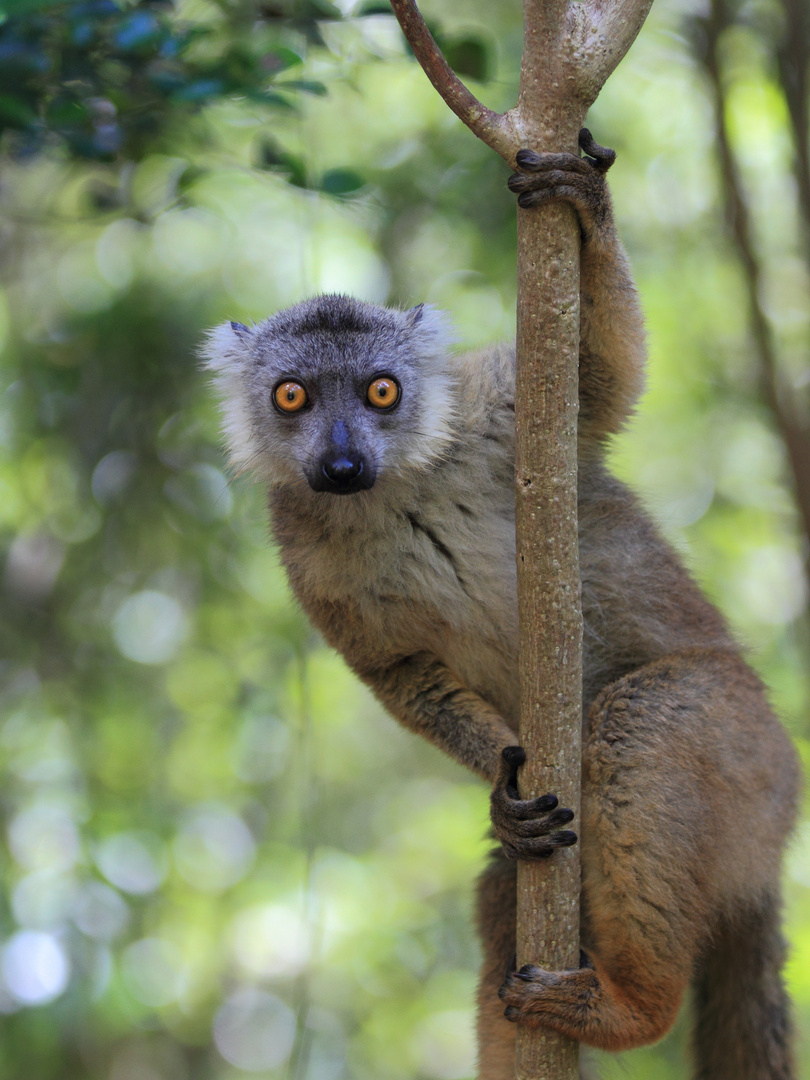 Lemuren-Hybrid (1/3)