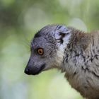 Lemuren-Hybrid (2/3)