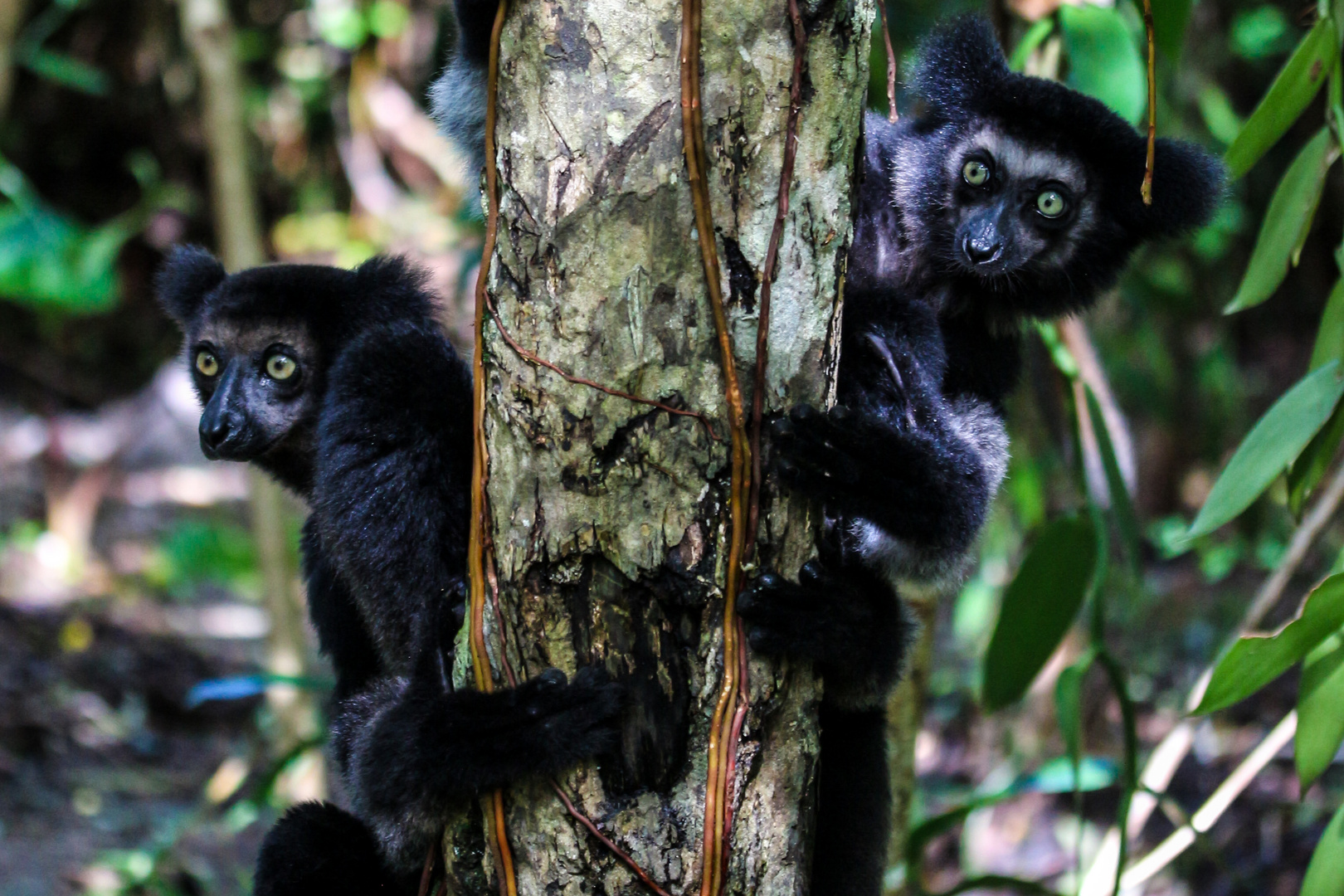 Lemuren im Palmarium (Madagaskar)