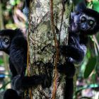 Lemuren im Palmarium (Madagaskar)