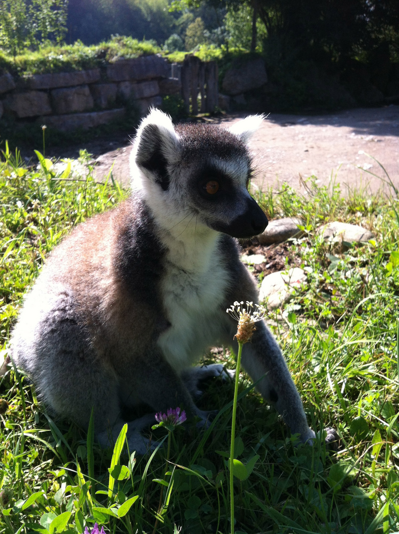 Lemuren im Tierpark