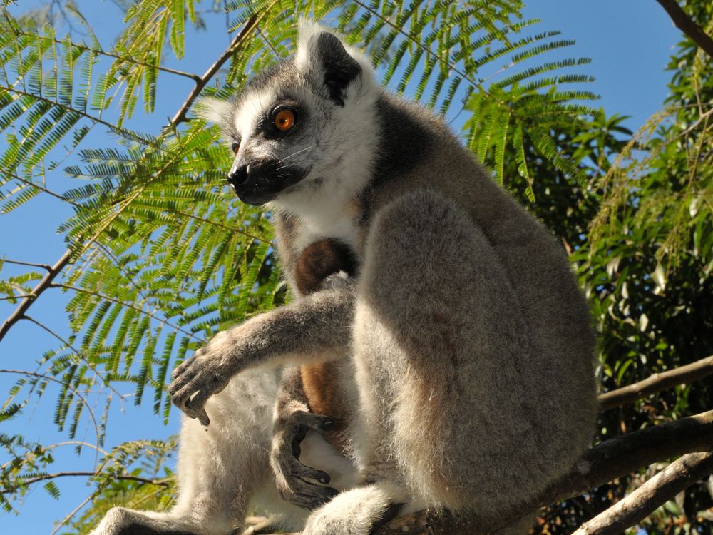 Lemuren Madagaskars