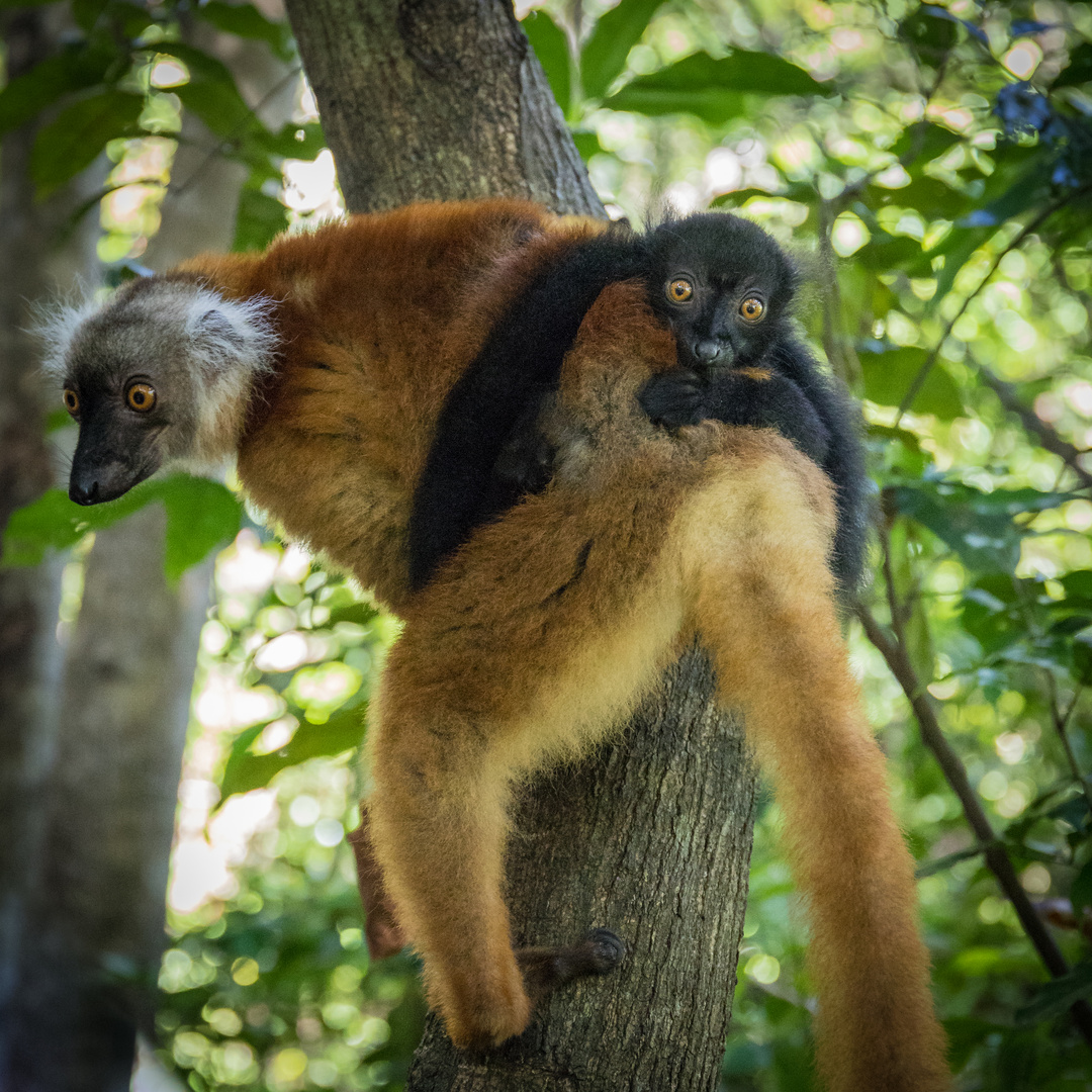 Lemuren-Mama mit Kind