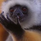 Lemurenart  wildlife - Madagaskar