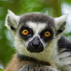 Lemurenportrait