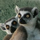 Lemures de cola anillada