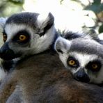 Lemures muy tiernos
