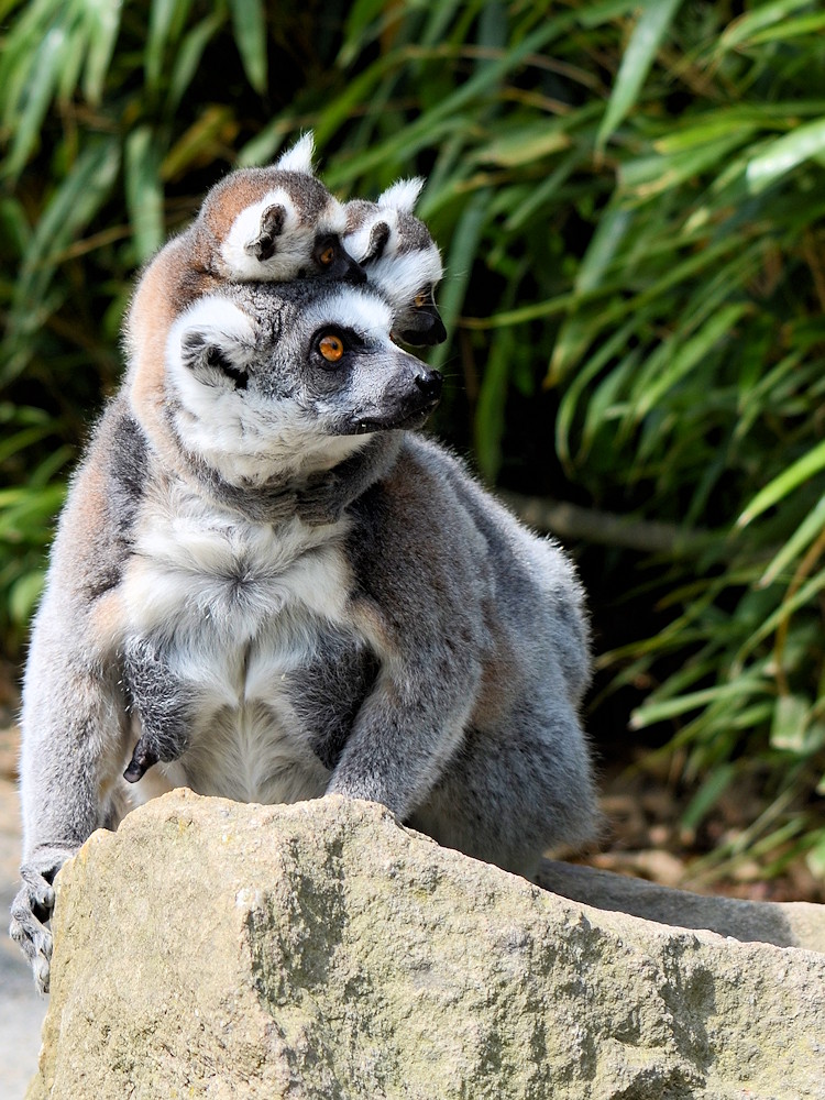 Lemurfamilie