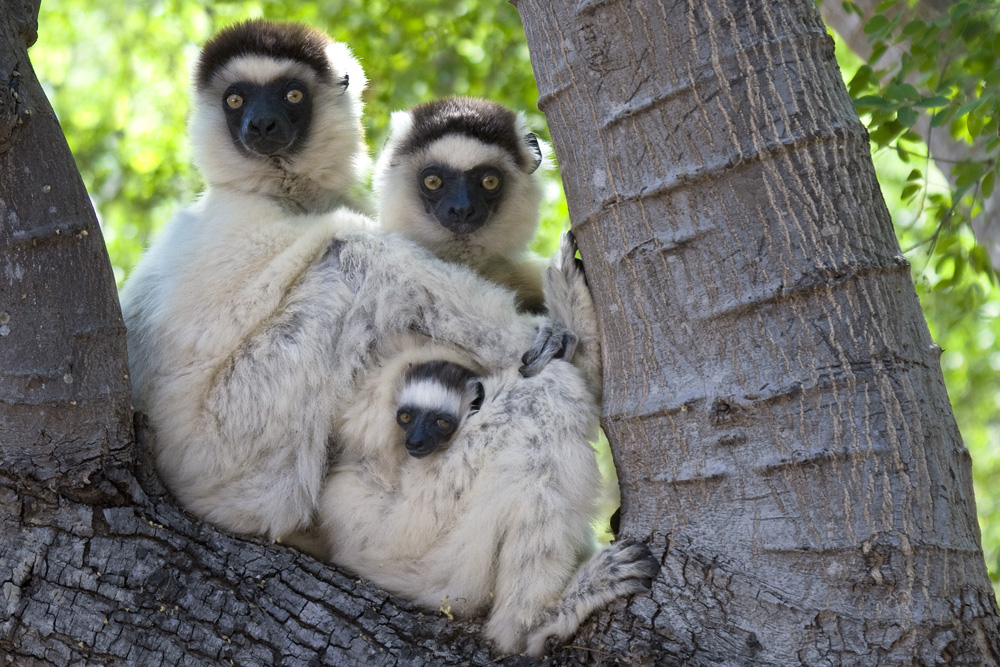 LemurFamily