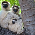 LemurFamily