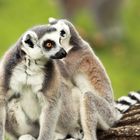 lemuri