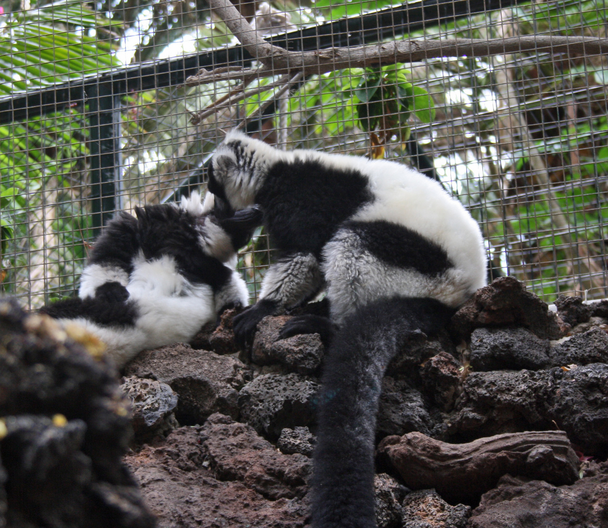 lemuri teneroni!