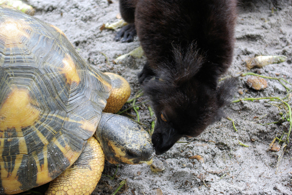 Lémurien et tortue