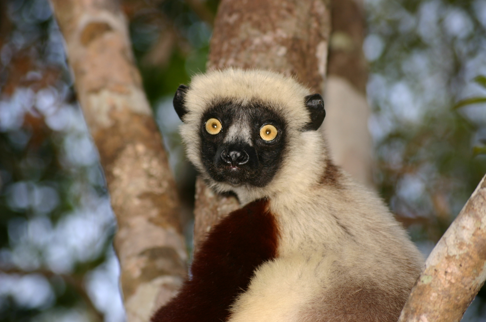 lemurien (madagascar)