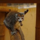 Lémurien Zoo Lunaret ( Montpellier )