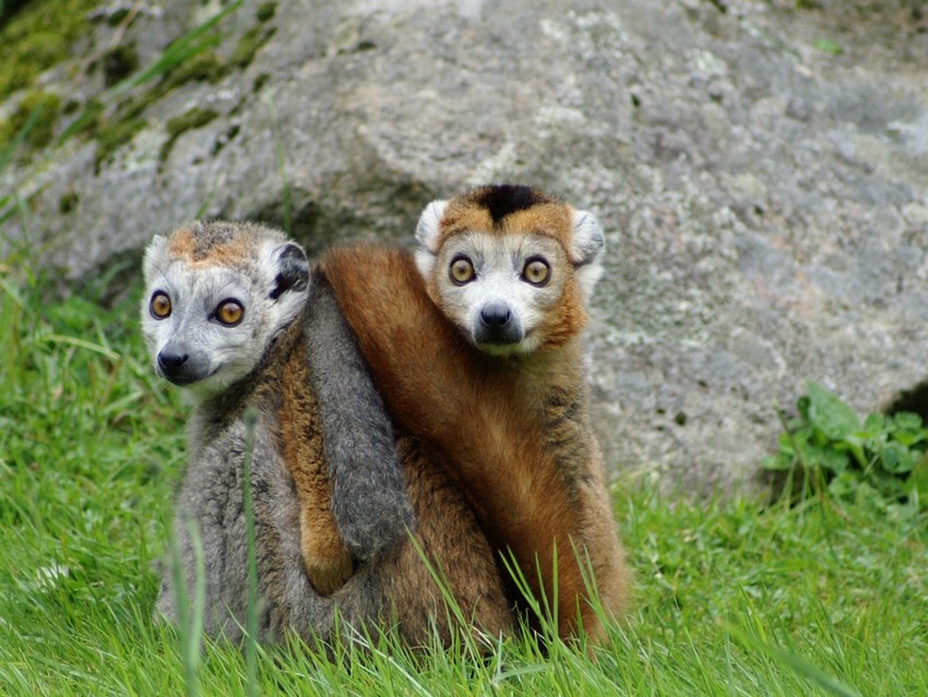 Lémuriens de Madagascar