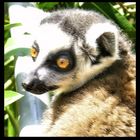Lemuro