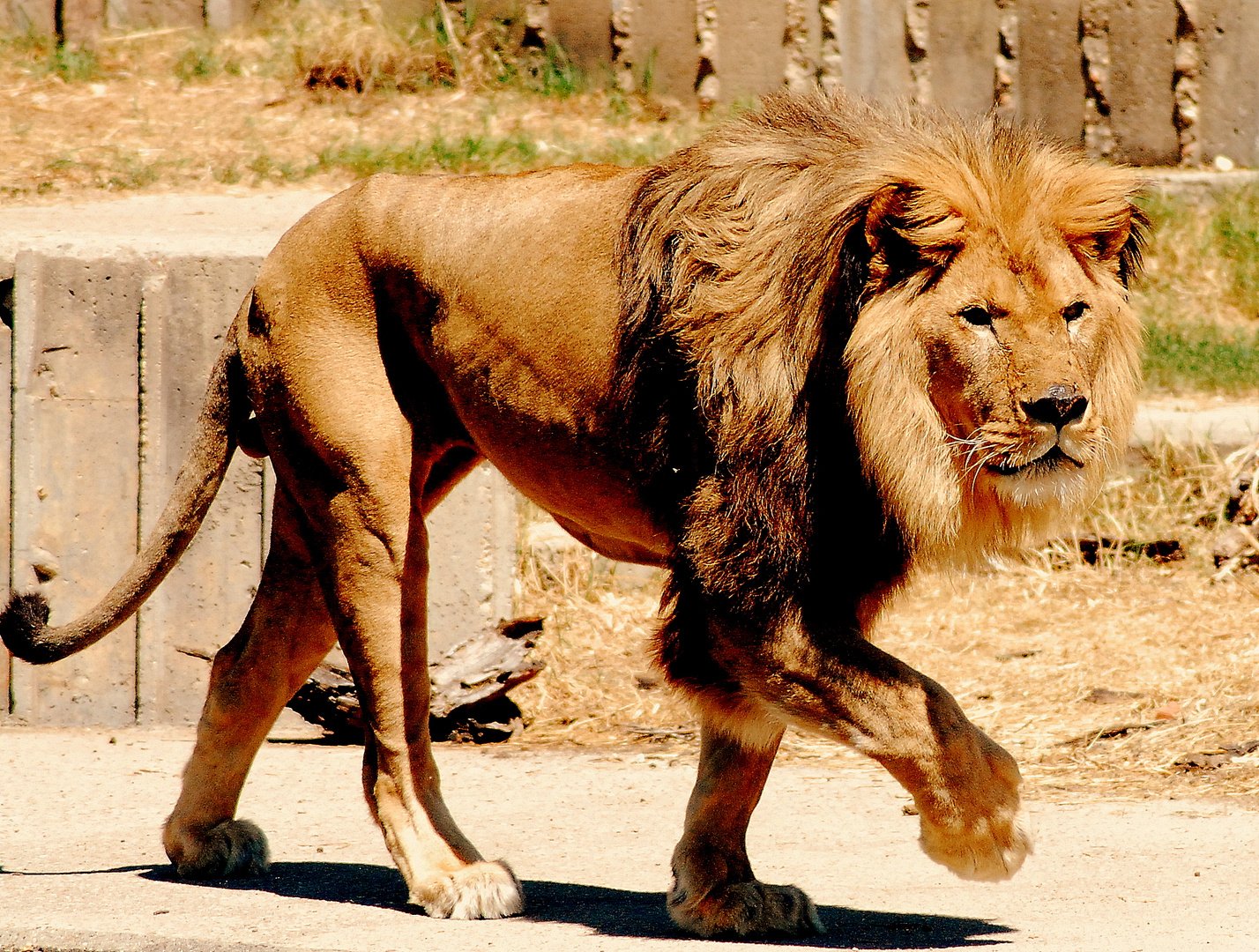 LEÓN