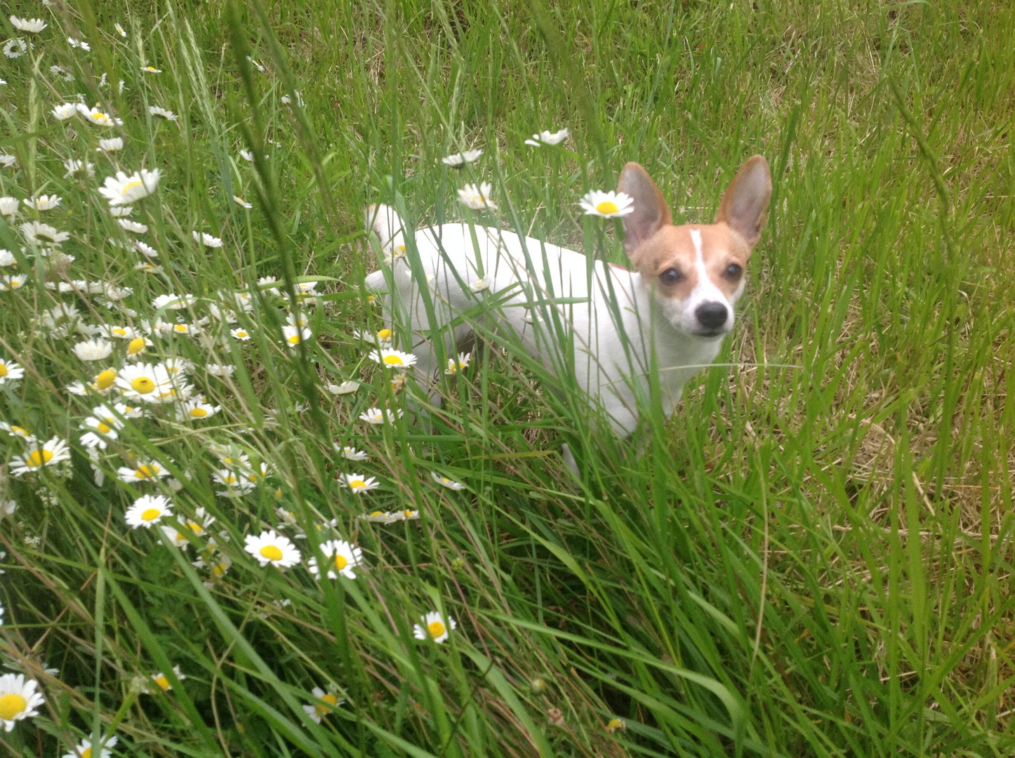 Léna dans les marguerites sauvages