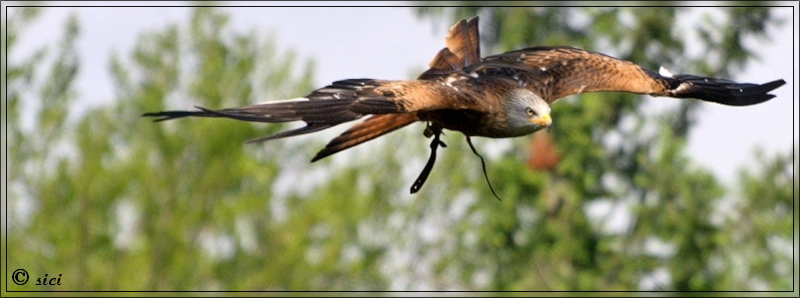 Lena im Anflug...