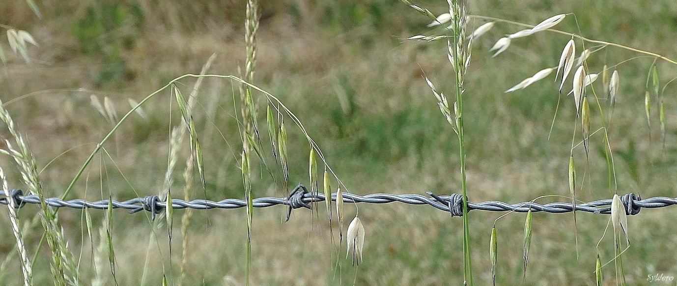 L'enclos du silence