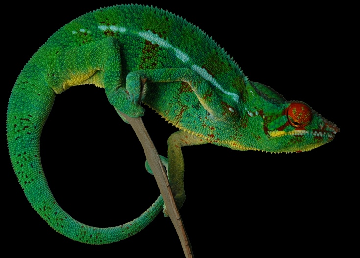 L'endormi, le caméléon de La Réunion