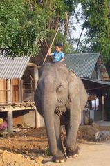 l'enfant à l'éléphant