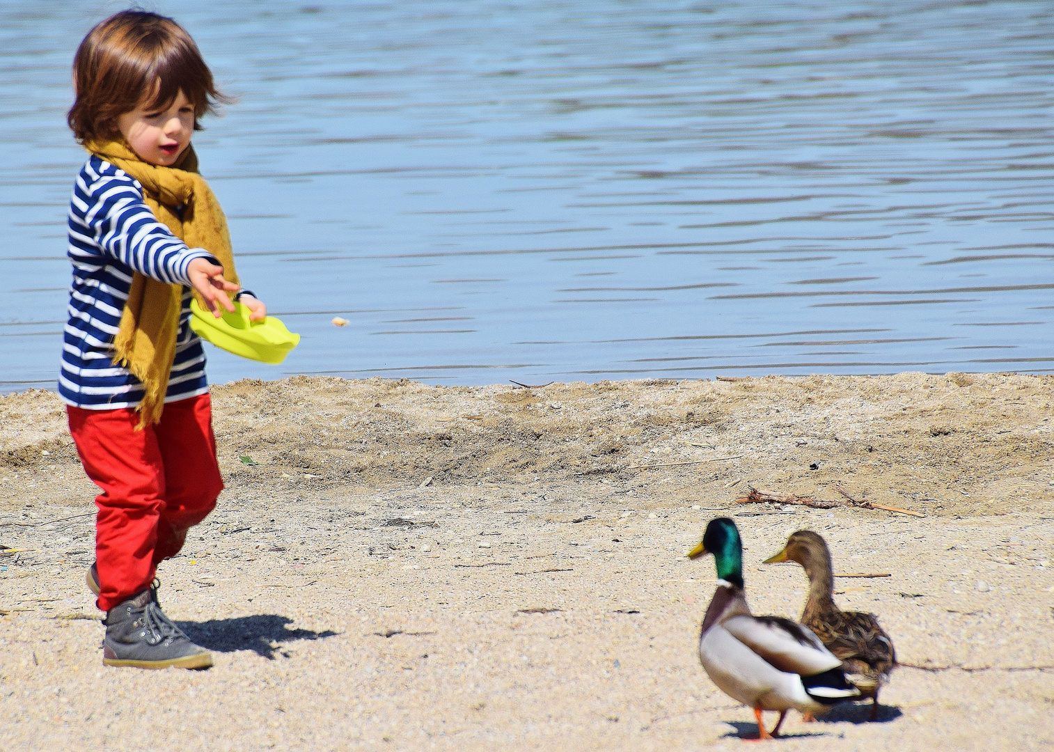 L'enfant aux canards.....