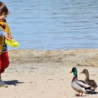 L'enfant aux canards.....