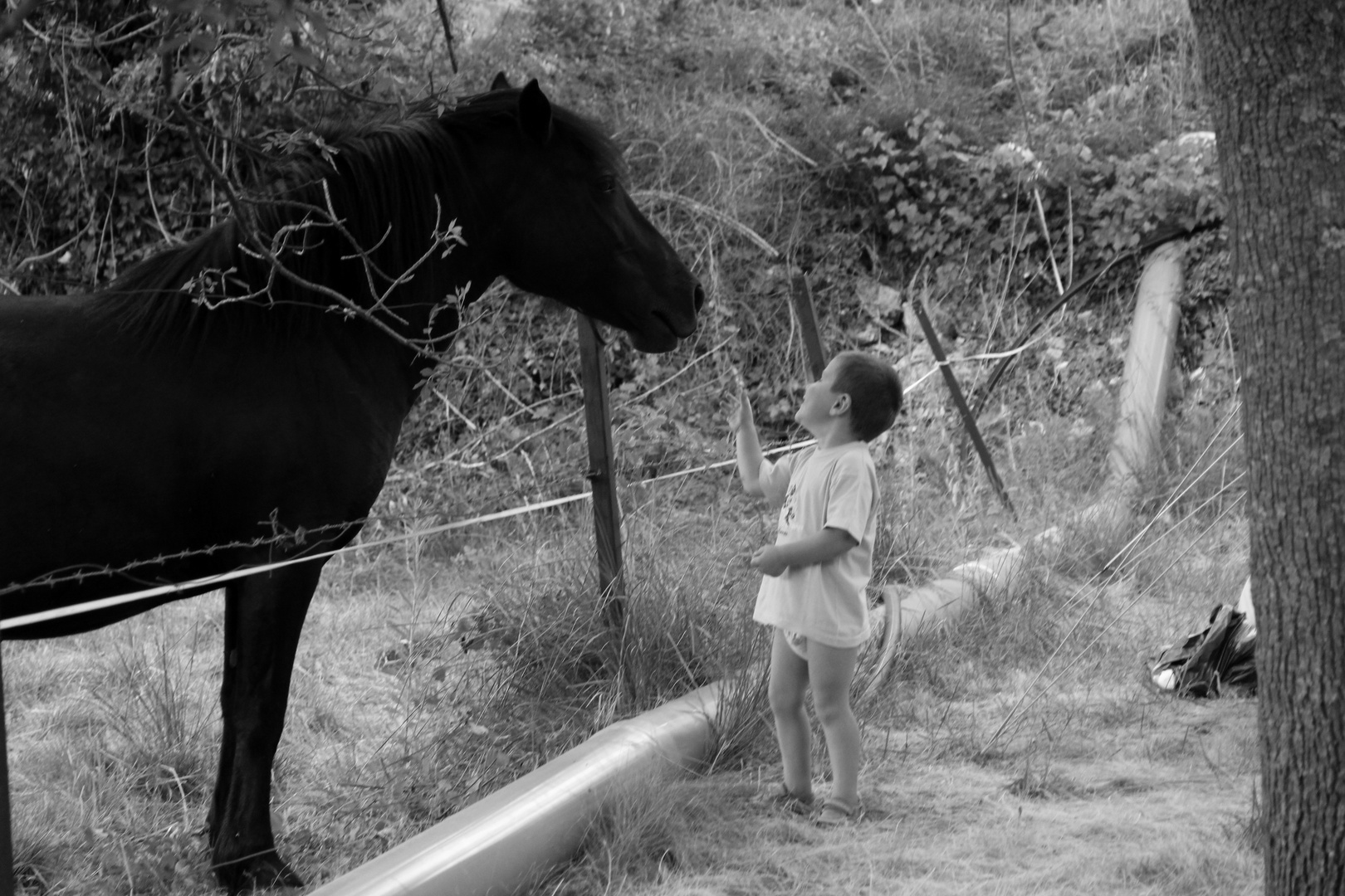 l'enfant et le cheval