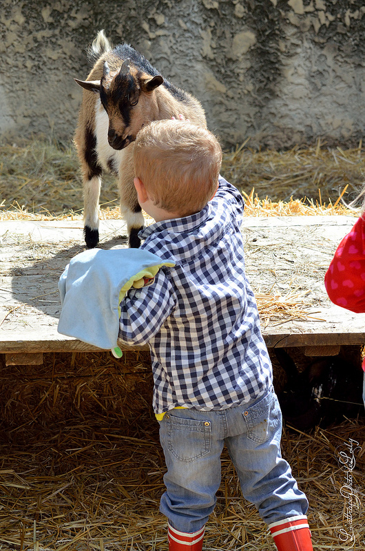 L'enfant et le chevreau