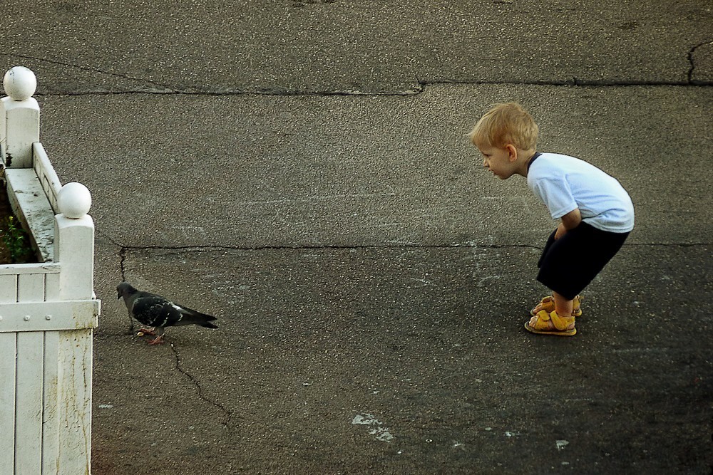 L'enfant et le pigeon