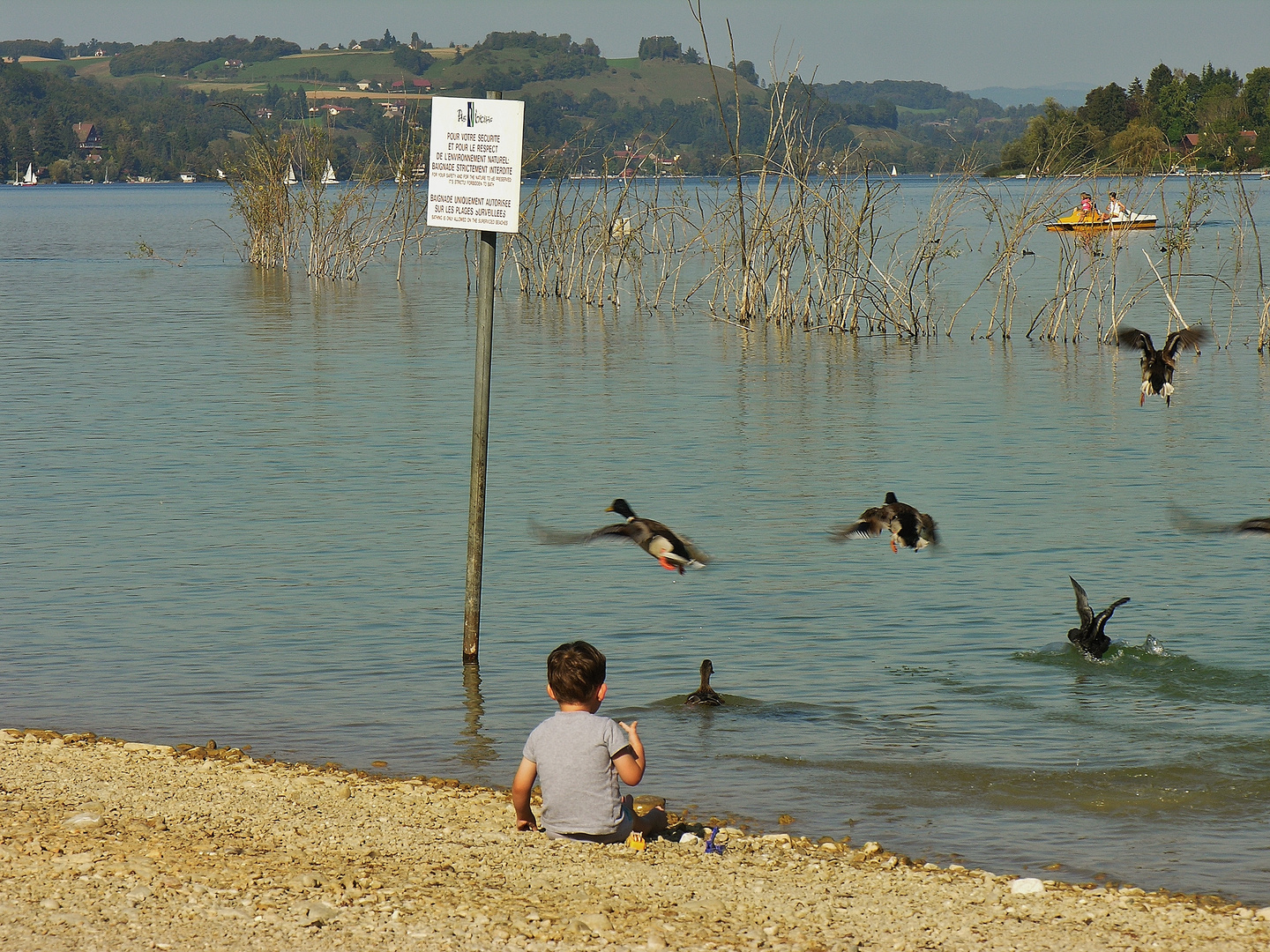 L'enfant et les canards!