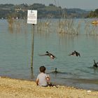 L'enfant et les canards!