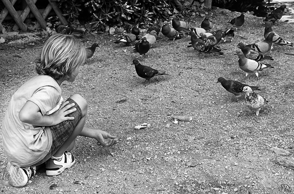 L'enfant et les pigeons