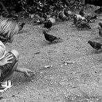 L'enfant et les pigeons