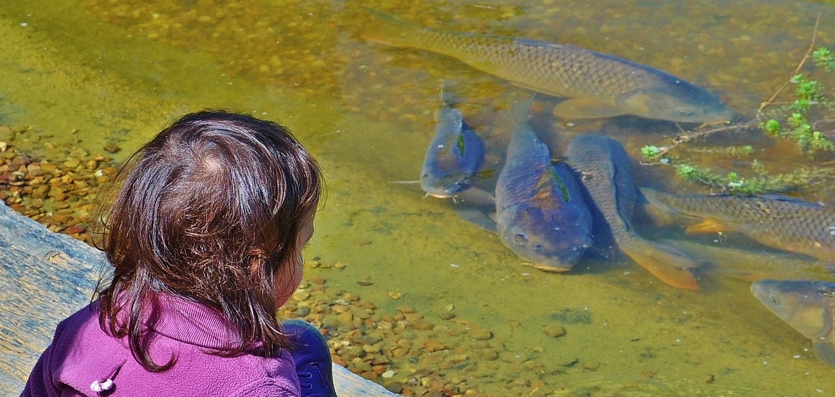 L'enfant et les poissons