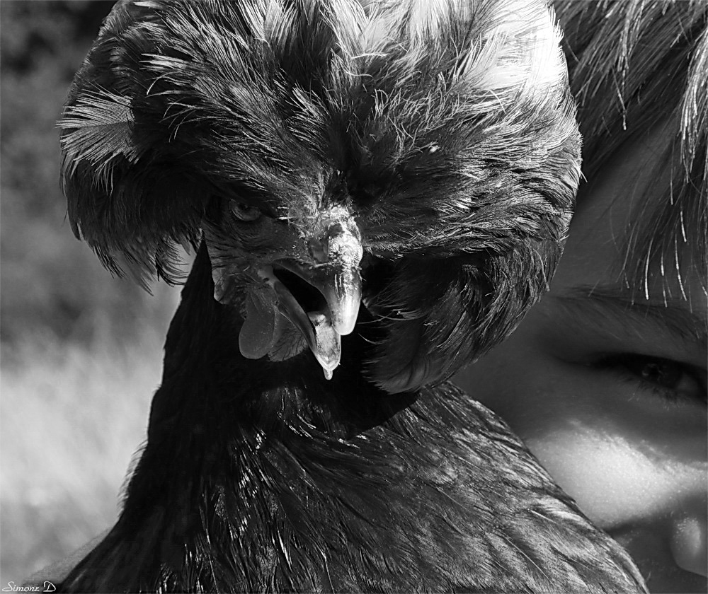 L'enfant et sa poule .