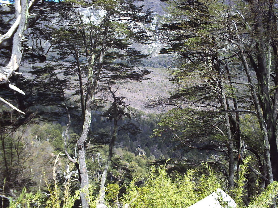 lengas robles mañios precordillera luz de vida