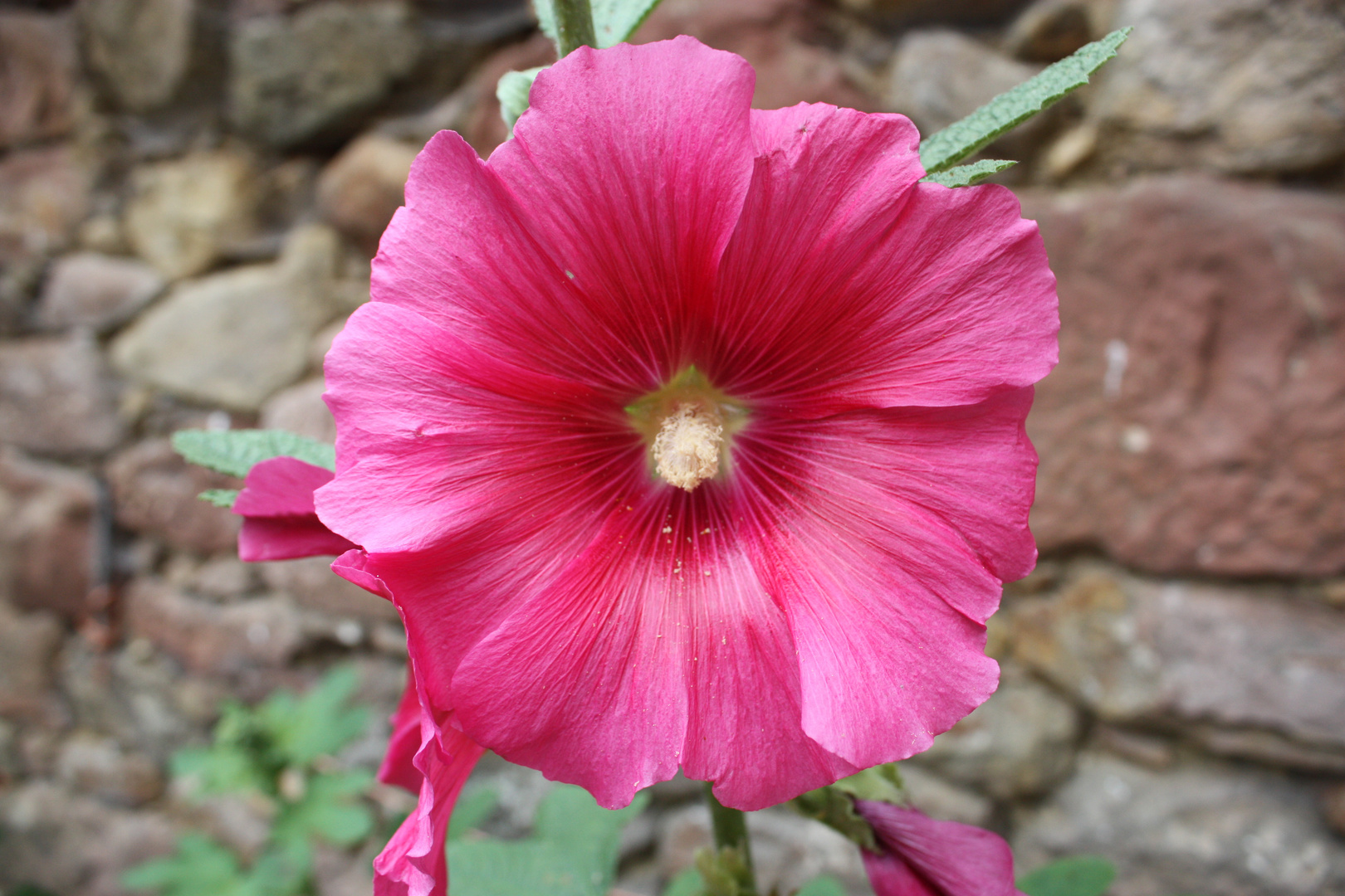 lenguaje popular asociado a las flores