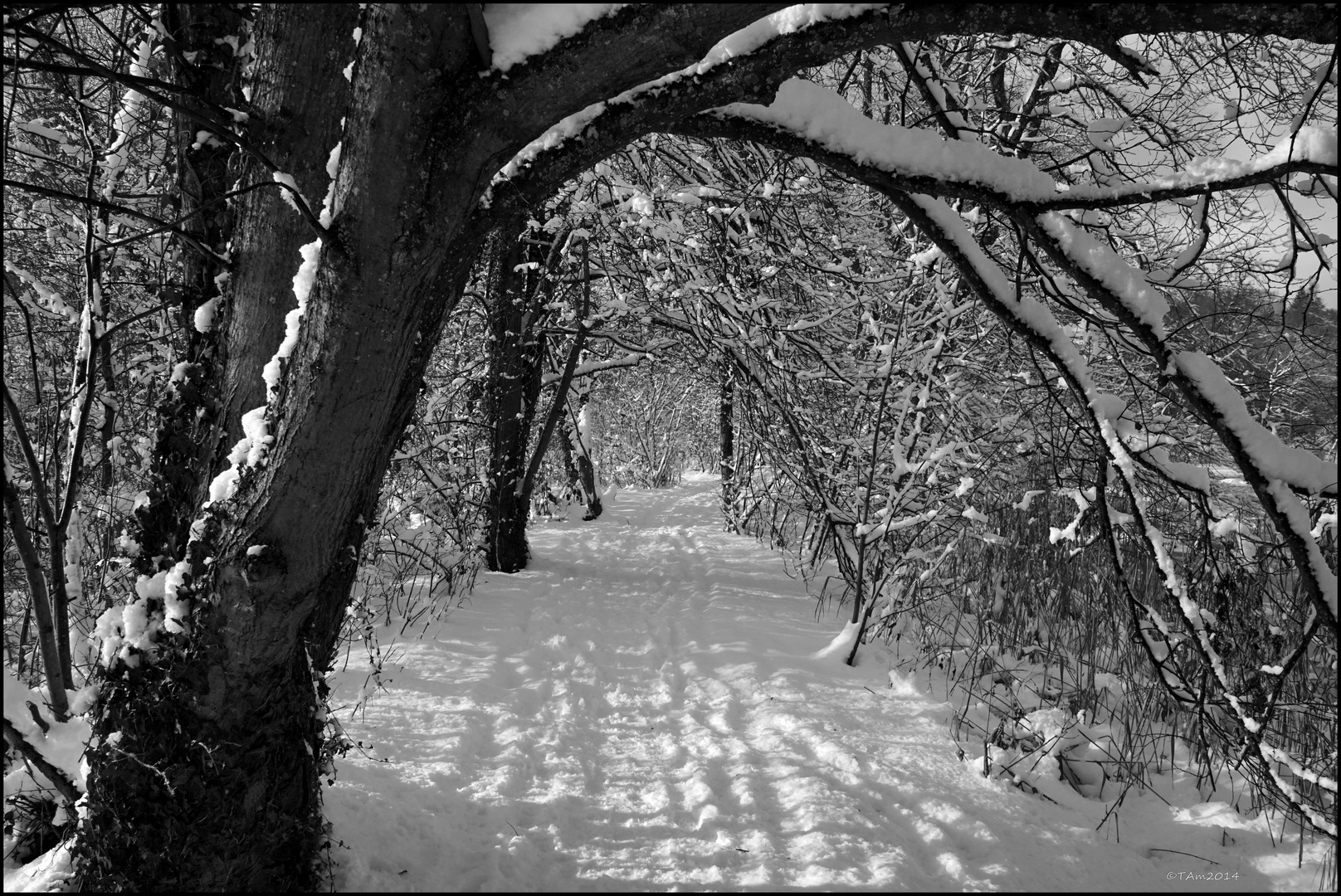 Lengwiler Weiher #2