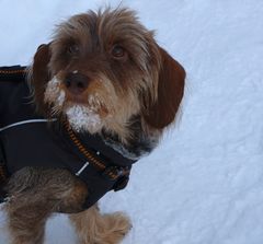 Leni im Schnee