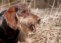 Leni`s Versuch, Maulwürfe auszugraben: ... kurze Verschnaufpause ...