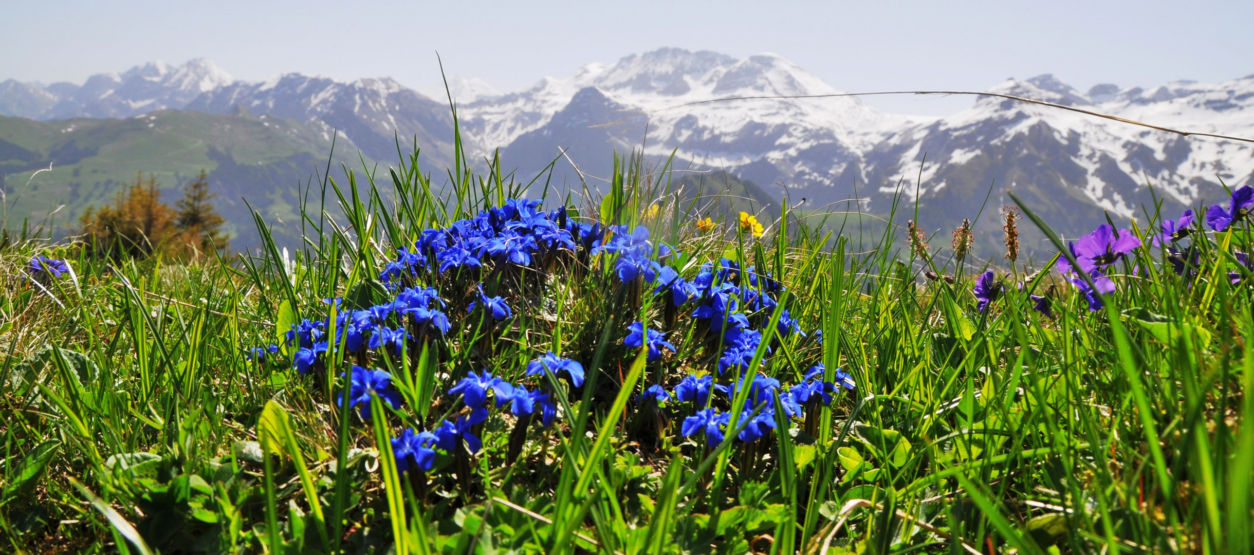 Lenk im Frühling