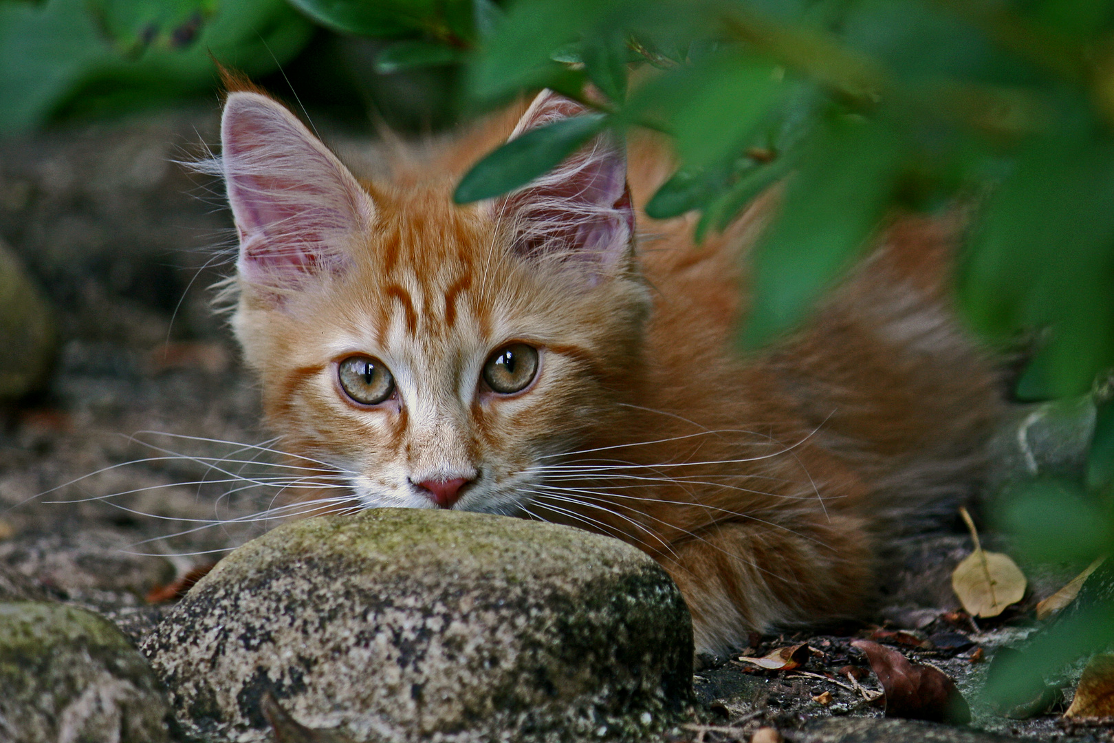 Lennard im Garten