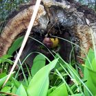 lennart im wald