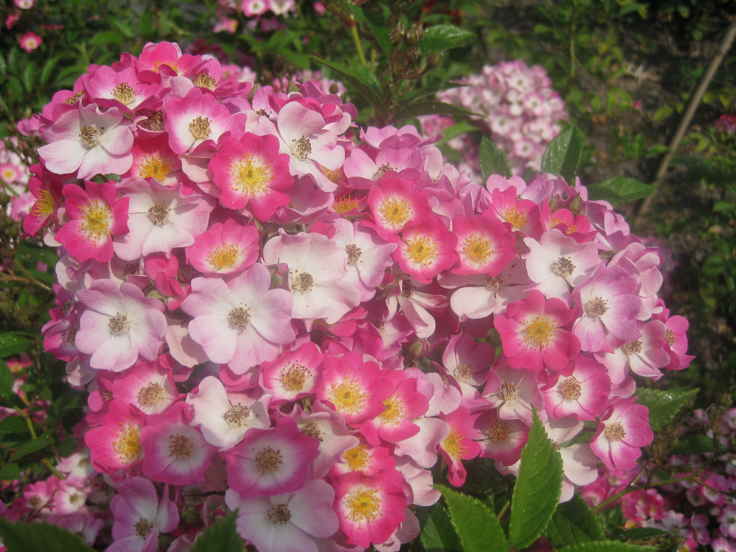 Lenne´ Rose / Gartenschau Oranienburg